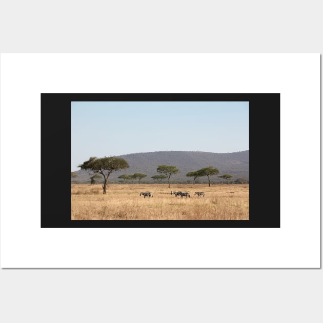 Plains Zebra, in the landscape, Serengeti National Park, Tanzania Wall Art by Carole-Anne